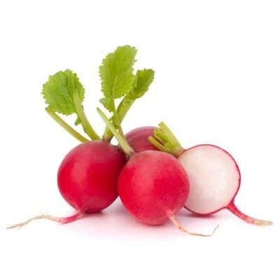 Rover Radish