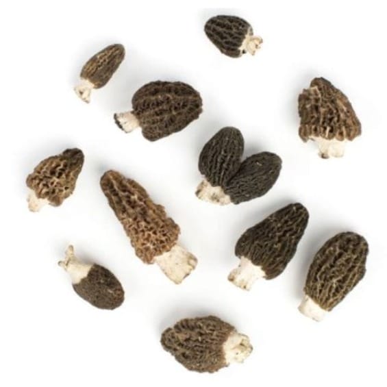 Morels