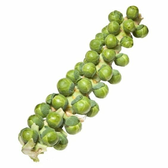Brussels Sprout Stalk